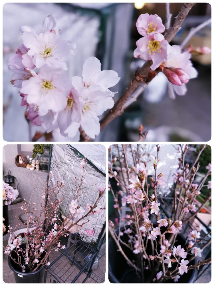 の画像 by マカロンさん | 啓翁桜.と小さな幸せ❤と春の訪れとflowerと花のある暮らしとおうちで自然を感じる