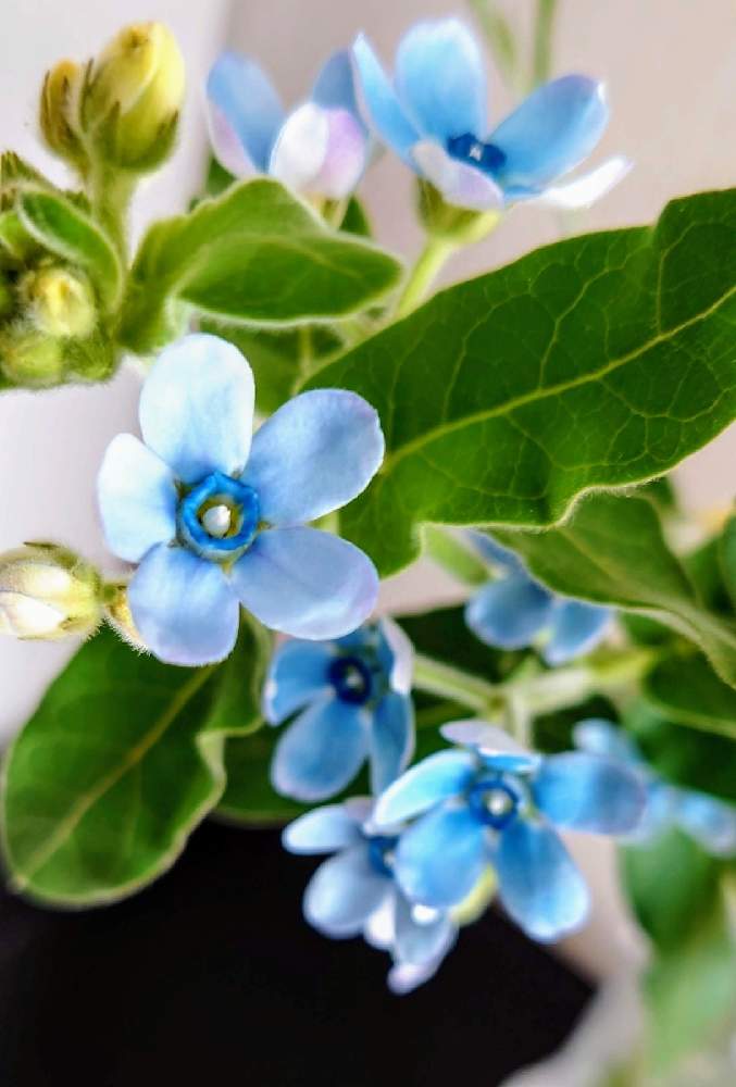 部屋の画像 by カタカゴさん | 部屋とブルースターと青い冬の花2021と医療・介護の皆様に感謝と乗り切ろうコロナと春よ来い、早く来いとお花大好きとチーム・ブルーNo.024とがんばろう1.17とありがとう医療従事者の方々としあわせ運べるようにと可愛いと青い花マニアとチーム・ブルーと頑張ろう日本❣️