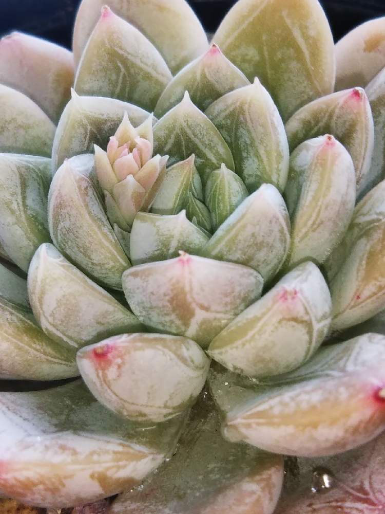 棚の画像 by はははさん | 棚と多肉屋敷とウォーターマークと多肉植物と観葉植物とエケベリア エルサとエケベリア属と紅葉多肉とアガボイデス系とウォーターマーク萌えと群生派