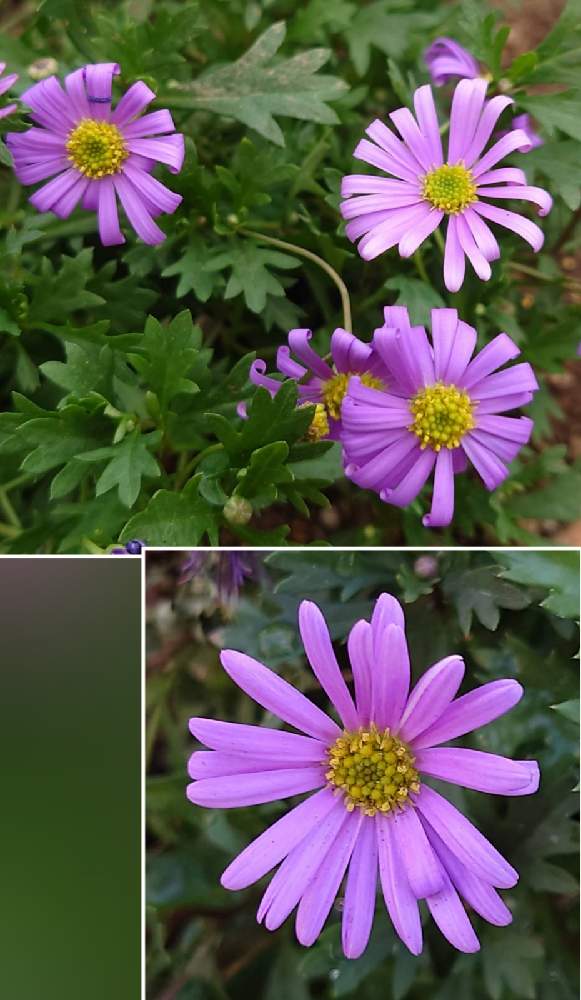 お出かけ先の画像 by カタカゴさん | お出かけ先とブラキカムと癒やされると青い冬の花2021と医療・介護の皆様に感謝と乗り切ろうコロナと素敵な花と春よ来い、早く来いとお花大好きと冬の花とチーム・ブルーNo.024ときれいとがんばろう1.17とありがとう医療従事者の方々としあわせ運べるようにと青い花マニアとチーム・ブルーと頑張ろう日本❣️
