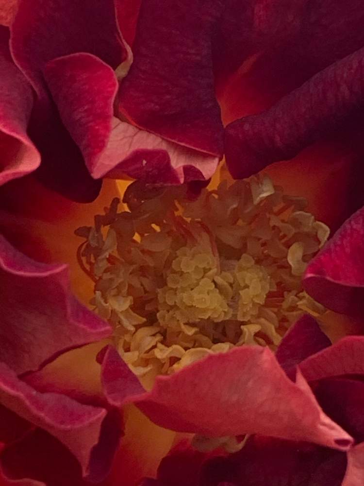 小さな庭の画像 by かずさん | 小さな庭と薔薇 ブラックゴールドと素敵な薔薇のある暮らしとロザリアン★*と癒しとおうち園芸と鉢植え✨とお花大好き✨と花のある暮らし