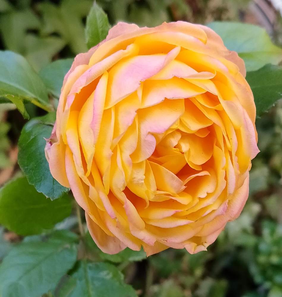 小さな庭の画像 by Bree Van de Kampさん | 小さな庭とばら バラ 薔薇と薔薇好きとおうち園芸とベビーロマンティカ バラとガーデニングと花のある暮らしと薔薇ベビーロマンティカ