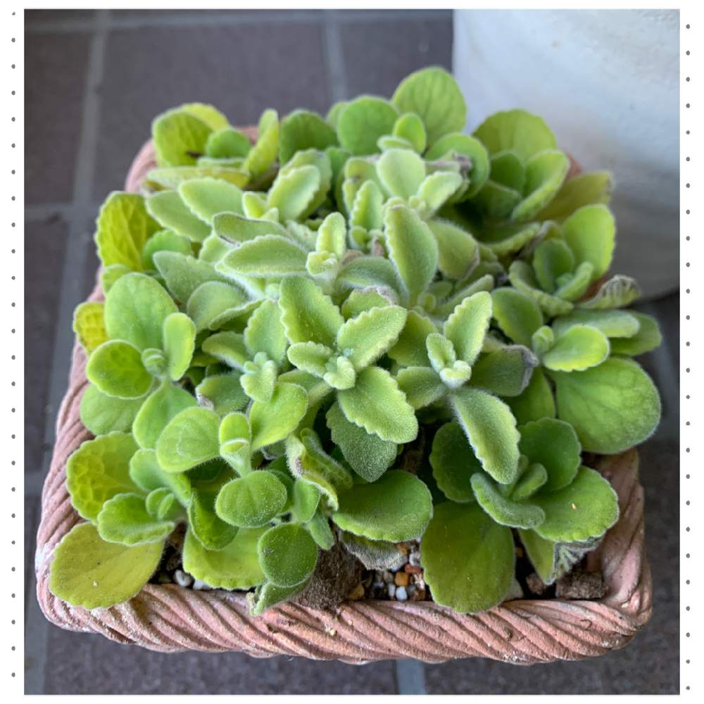 窓辺の画像 by lovely rose***さん | 窓辺と多肉植物とアロマティカス.と元気に育て♡と多肉ちゃんと愉快な仲間たちとパステルミント?と多肉のある暮らしとハーブと元気に育て!と挿し穂と多肉生活