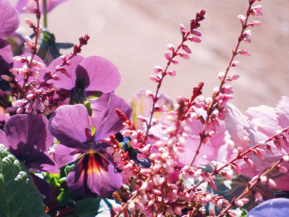 テラスの画像 by Hirochan* flowersさん | テラスと寒さに負けないとGSの皆さまに感謝♡とビオラ・パンジーと寄せ植えとお外は寒いよ❄️ときれ~い❤と太陽の光を浴びてとお花好きの人と繋がりたいと植木鉢