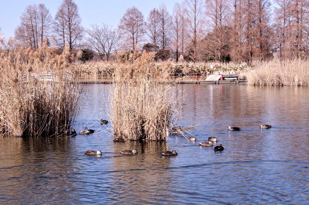 お出かけ先の画像 by アマデオさん | お出かけ先と羽生水郷公園