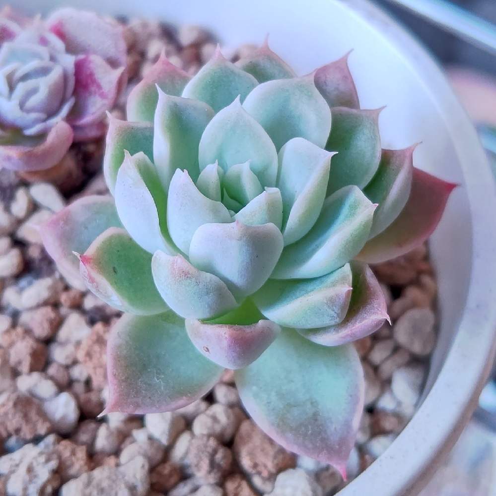エントランスの画像 by Succulent so cute ♥さん | エントランスとアイリスとIrisとcute ♥ アイリスとチーム大阪とno green no lifeとお気に入り~✴️とエケベリア属とcute ♥️ ヒューミリス交配とスマホ撮影加工なしとsucculent so cute ♥️とチームグリーンとgreenとSucculent Lifeとenjoy botanical life ♥️とcute ♥️ エケとso cute garden ♥️とGS萌え~✴️と多肉コレクション♥と葉っぱlove♥と冬の多肉ちゃんとsucculentとsucculent love ♥