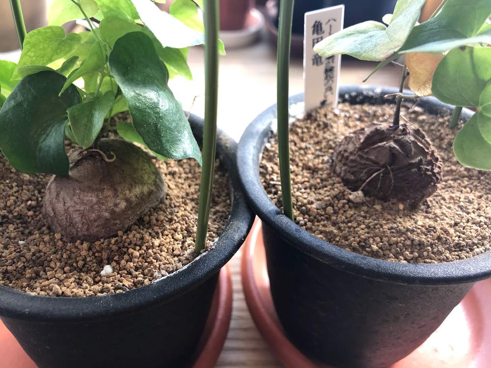 窓辺の画像 by マックマック5さん | 窓辺と多肉植物とコーデックスと珍奇植物と塊茎植物