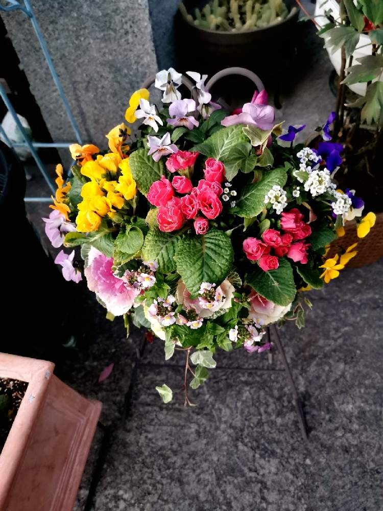 の画像 by マカロンさん | ハンギングバスケットと小さな幸せ❤と春の訪れとflowerと花のある暮らしとおうちで自然を感じる