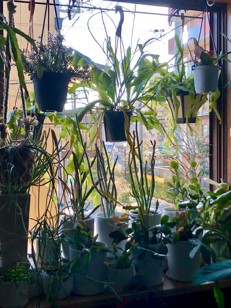 寝室の画像 by meguさん | 寝室とリプサリスとインドアグリーンと多肉植物とインテリアガーデンと観葉植物と南側の窓とボタニカルライフとみずやりと葉っぱと森林性サボテンと緑のある暮らしと今日イチ可愛い植物とリプサリス属とお部屋ガーデンと葉水とインテリアグリーンとエピフィラム属とインドアガーデン