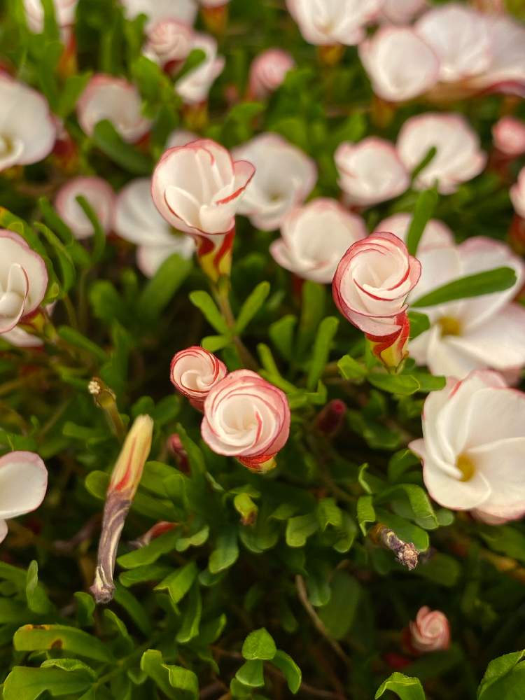 お出かけ先の画像 by なおさん | お出かけ先とオキザリス・バーシカラーと植物愛がとまらないとよろしくお願いしますと大好きと冬がきたと植中毒と可愛いと花のある暮らし
