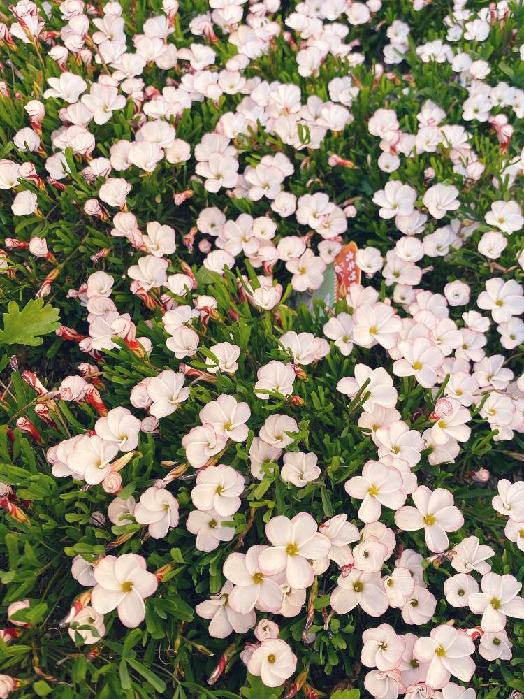 お出かけ先の画像 by なおさん | お出かけ先とオキザリス・バーシカラーと植物愛がとまらないとよろしくお願いしますとマイガーデンと大好きと冬がきたと植中毒と可愛いと花のある暮らし
