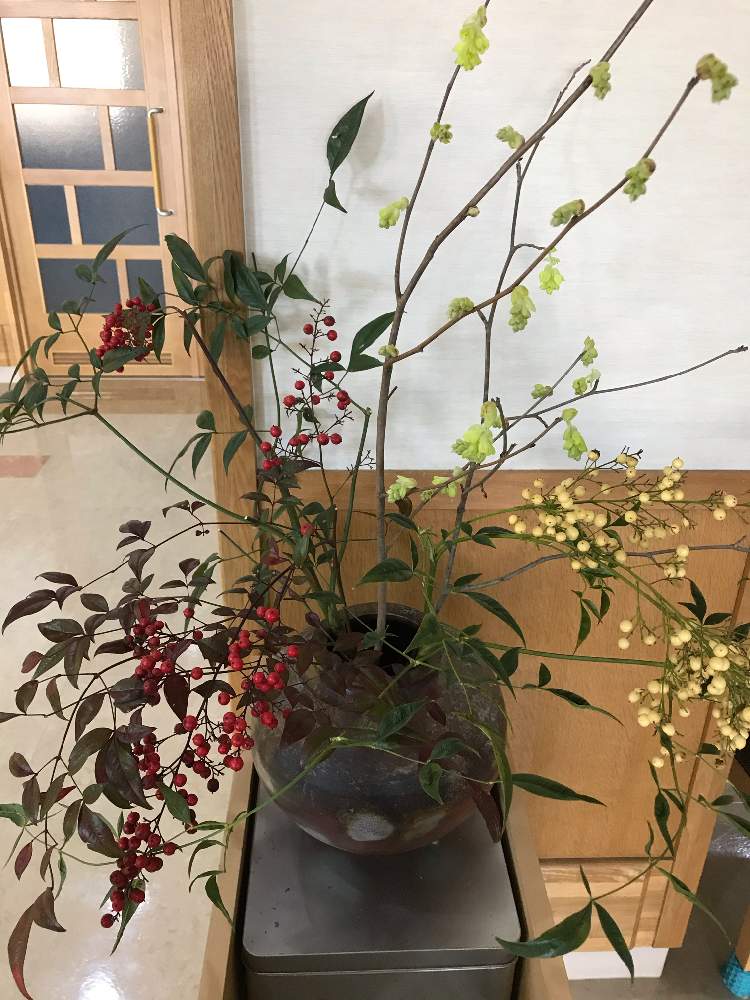 インテリアの画像 by cocoママさん | インテリアと縁起植物と彩植健美と植物大好きと支那水木と目の保養...♪*゚と紅白の南天
