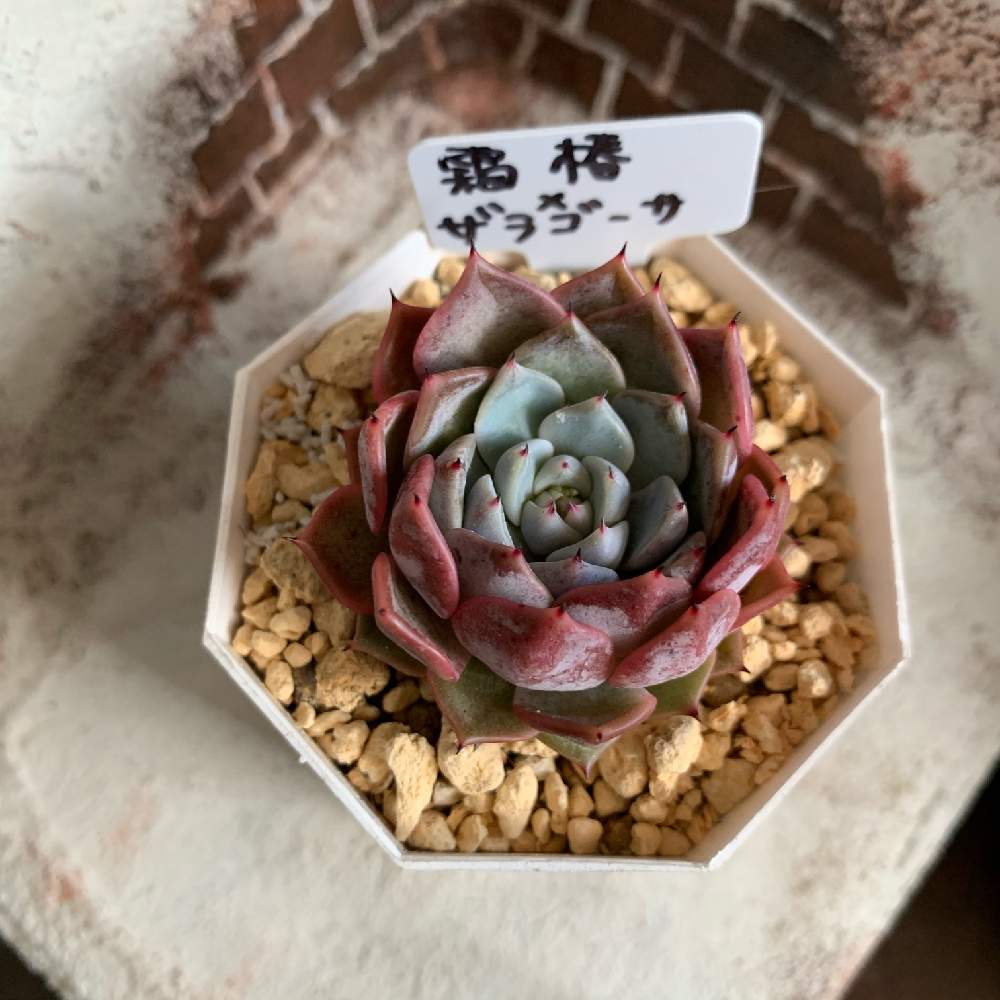 窓辺の画像 by リトmegさん | 窓辺と多肉植物とme♡succulentと多肉大好きと多肉のある暮らしと多肉植物のある暮らしとno green no lifeとおうち園芸と今日の一枚と紅葉(こうよう)とエケベリア属とタニラーと成長記録とgreenと北海道と室内管理とsucculent