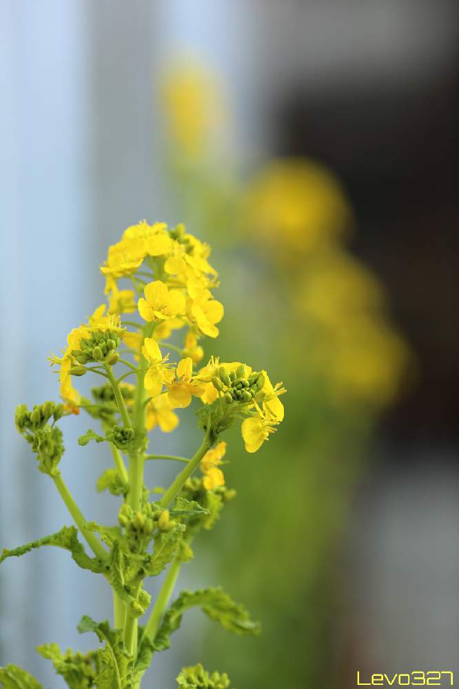 お出かけ先の画像 by Levo327さん | お出かけ先と菜の花とナノハナと黄色い花と散歩と黄色の花と背景ボケとCanon EOS 5D Mark III