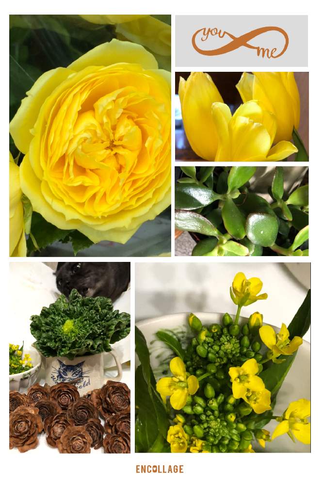 の画像 by 4匹の猫ママさん | シダーローズ^_^と塌菜^_^と黄色い薔薇^_^と皆様いつも有り難う^_^とアスパラ菜^_^