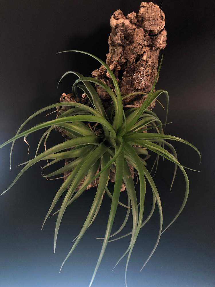 窓辺の画像 by hittyyさん | 窓辺と植物のある暮らしとチランジア .ブラキカウロスとエアプランツ ティランジアと緑のある暮らしと綺麗な緑❤とエアープランツ/チランジアとエアープランツ ブラキカウロス