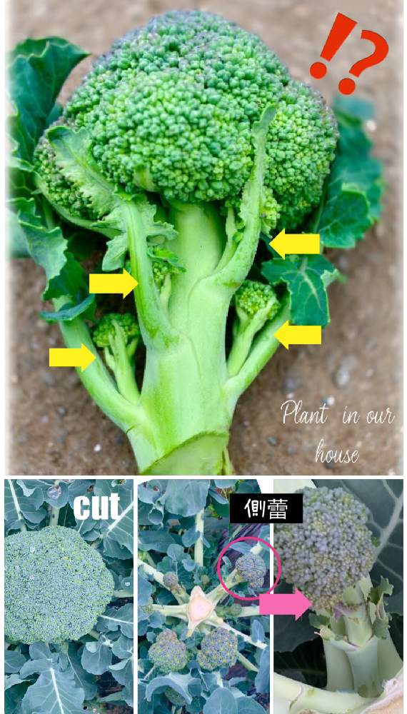 の画像 by kane flowerさん | ブロッコリーと借畑と家庭菜園と埼玉県と自家製野菜と無農薬有機栽培と無農薬 無化学肥料栽培とK.F家庭菜園と2021 K.F 家庭菜園