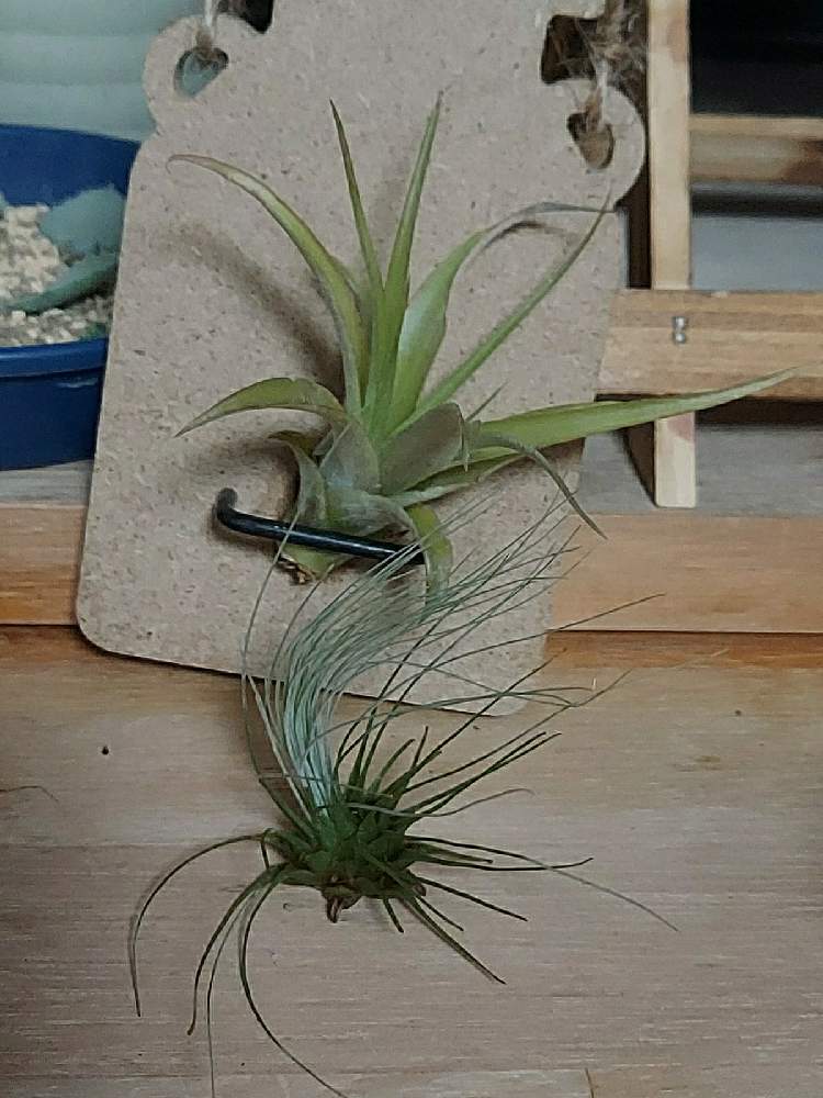 窓辺の画像 by ゆいさん | 窓辺とプレゼントと多肉よアリガトウとおうち園芸と植物大好き!と多肉大好き!と多肉頑張れ!