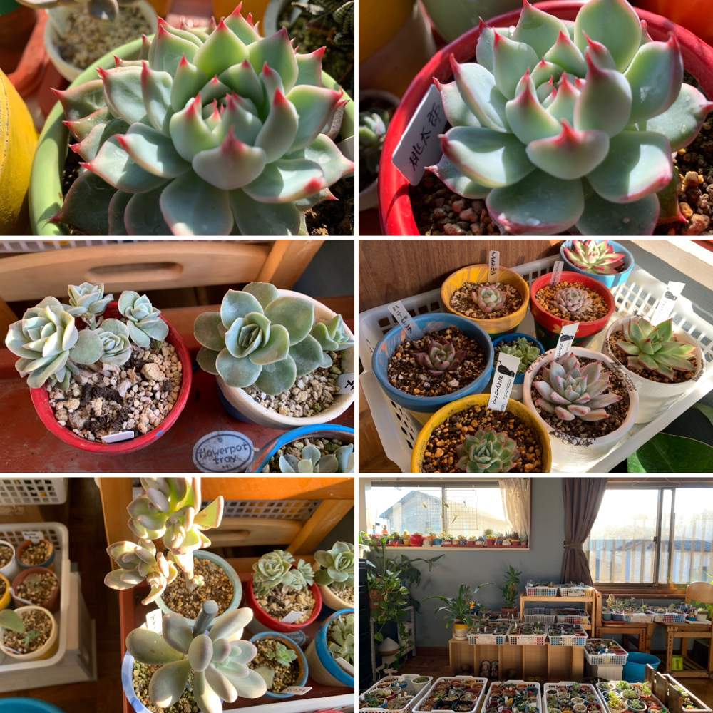 寝室の画像 by セイジさん | 寝室と多肉植物と桃太郎☆と植物のある暮らしと冬越しと植中毒と韓国苗