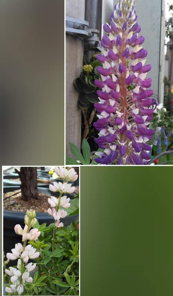 お出かけ先の画像 by カタカゴさん | お出かけ先とルピナスと癒やされると青い冬の花2021と医療・介護の皆様に感謝と乗り切ろうコロナと素敵な花と春よ来い、早く来いとお花大好きと冬の花とチーム・ブルーNo.024と今日のお花とがんばろう1.17とありがとう医療従事者の方々としあわせ運べるようにと青い花マニアとチーム・ブルーと頑張ろう日本❣️
