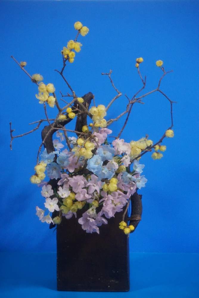 部屋の画像 by 野ニンさん | 部屋と令和最初の植物とGSでお買い物と出版とGS映えと空編とGreenSnapmarcheと花のある暮らしと#greensnapとGREEN UP!
