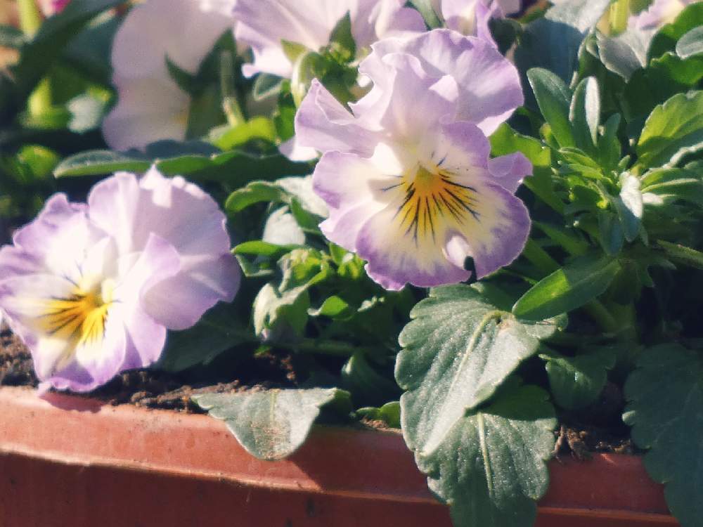 玄関の画像 by Hirochan* flowersさん | 玄関とビオラ・パンジーと寄せ植えとお外は寒いよ❄️とかわぃぃ。とふんわり優しい色とお花好きの人と繋がりたいと植木鉢