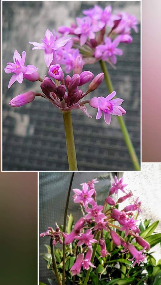 お出かけ先の画像 by カタカゴさん | お出かけ先とツルバキアと青い冬の花2021と医療・介護の皆様に感謝と乗り切ろうコロナと素敵な花と春よ来い、早く来いとお花大好きと冬の花とチーム・ブルーNo.024ときれいとがんばろう1.17とありがとう医療従事者の方々としあわせ運べるようにと青い花マニアとチーム・ブルーと頑張ろう日本❣️