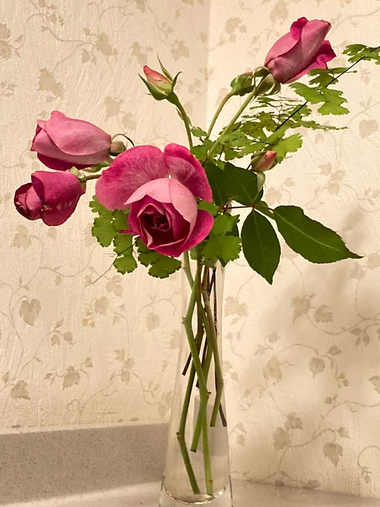 バス/トイレの画像 by まぁ!さん | バス/トイレとバラとシダとなんちゃって生け花・アレンジと薔薇に魅せられてと普及シダを愛でる会とおうち園芸と花のある暮らしと素敵色