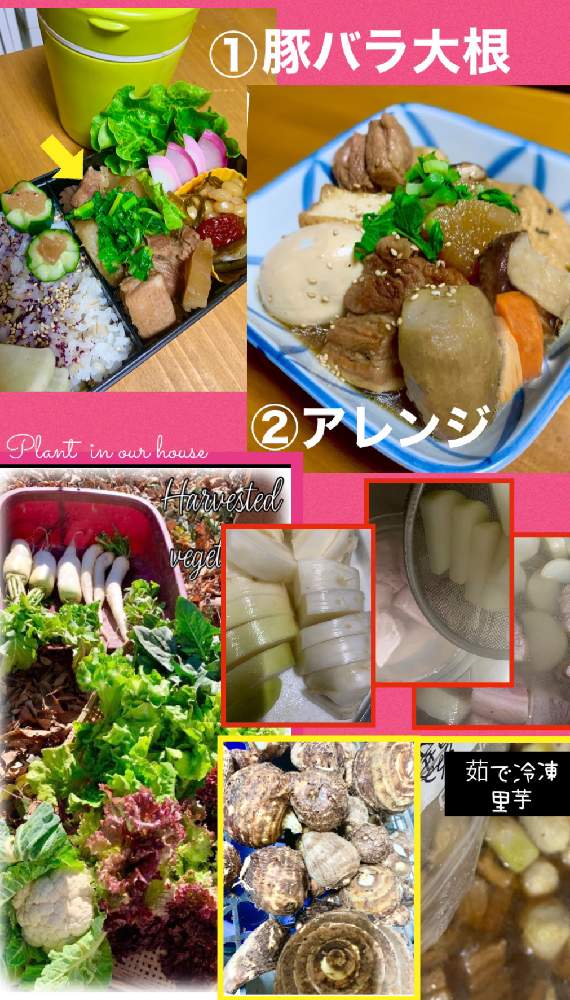の画像 by kane flowerさん | 大根と里芋と美味タスとお義母さんからのF3と借畑と家庭菜園と昨朝と貰った紅くるりとK.F cookingと埼玉県と自家製野菜と無農薬有機栽培と無農薬 無化学肥料栽培とK.F家庭菜園と2021 K.F 家庭菜園