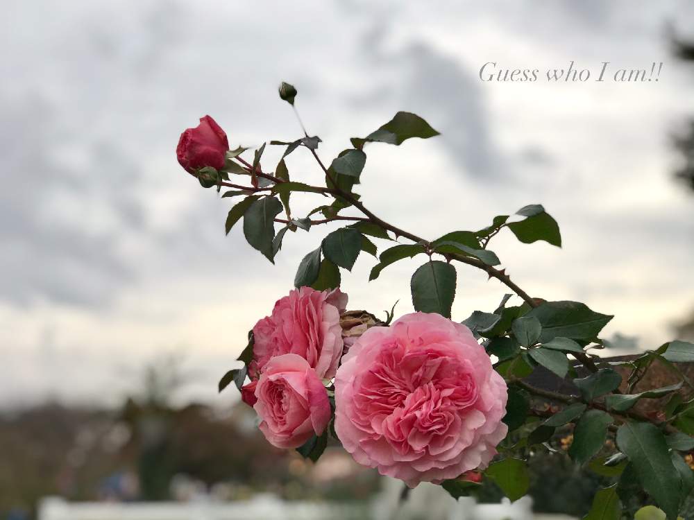 お出かけ先の画像 by nyacoさん | お出かけ先とバラ園とばら バラ 薔薇とフラワーガーデンと薔薇に魅せられてと京成バラ園とバラのある暮らしとこの子はだーれ?と京成バラ園芸とつるバラと薔薇園と京成バラとバラが好きとローズガーデンと薔薇♪とバラ・ミニバラとフラワーパークとバラを楽しむとお出かけ先にて