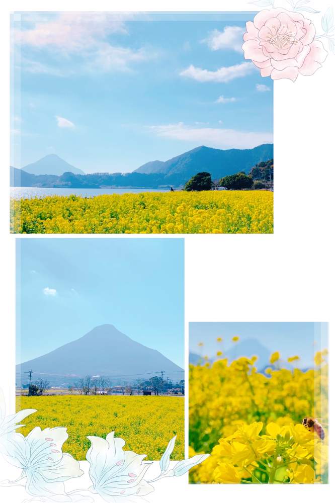 お出かけ先の画像 by 雪のしずく*さん | お出かけ先と開聞岳♡と花言葉と感謝カンゲキ雨嵐とHappiness☆と菜の花畑♡と自己大満足♡