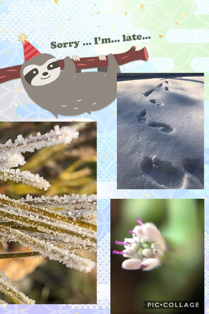 アプローチの画像 by チィさん | アプローチとカワイ蕾と富山支部とおうち園芸と多肉 グリーンネックレスと今朝の一枚と医療従事者に感謝してと花のある暮らしと繋がりに感謝✨