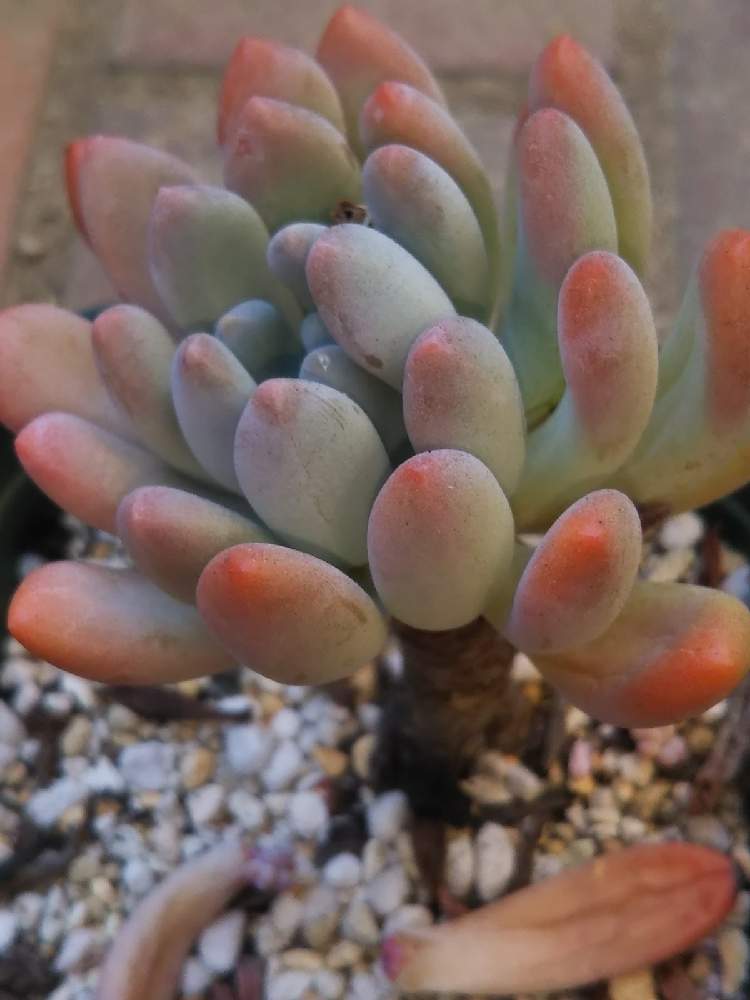 棚の画像 by はははさん | 棚と多肉屋敷と多肉植物と観葉植物とフーケリー・パキフィツムとパキフィツムとパキフィツムフーケリーとおうち園芸と紅葉多肉とパキフィツム属♥️と群生派