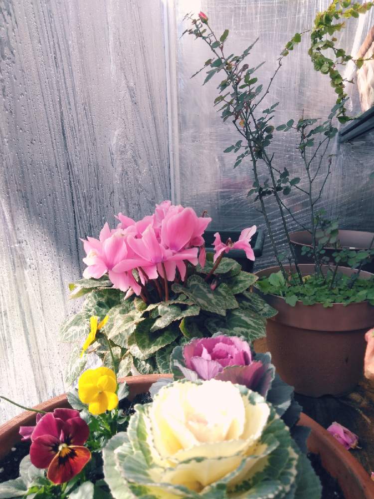 小さな庭の画像 by ゆあなさん | 小さな庭とばら バラ 薔薇とはぼたん各種寄せ植えとおうち園芸とお正月の寄植えとシクラメン大好きと花のある暮らし