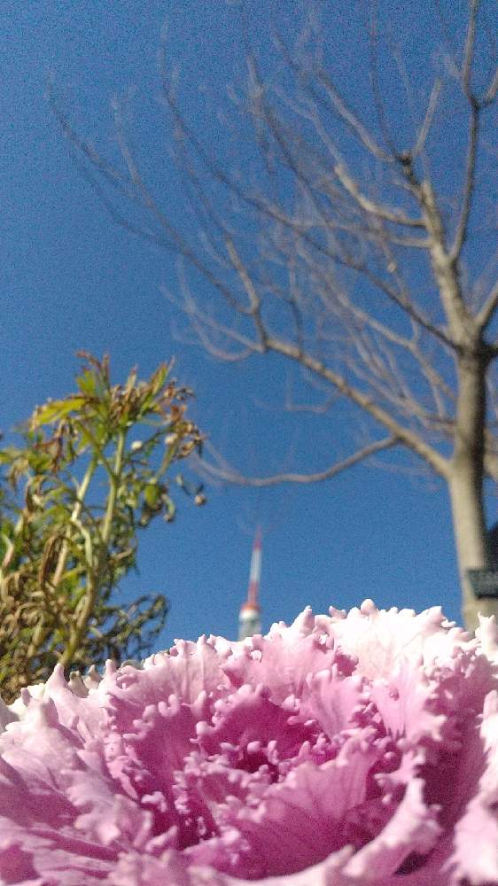の画像 by うりあんずさん | 東京タワーと回文