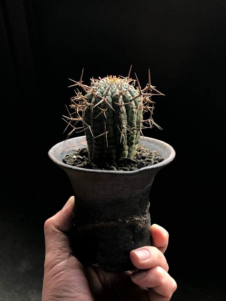 部屋の画像 by Tenさん | 部屋とユーフォルビア群星冠と植物のある暮らしとファインダー越しの私の世界とワンハンドと多肉植物のある暮らしとコーデックスとTen'sユーフォルビアと職場の撮影ポイントとアートなTen写と珍奇植物とTen'sコーデックスとユーフォルビアとビザールプランツ