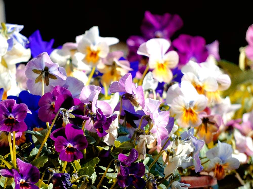 テラスの画像 by Hirochan* flowersさん | テラスとビオラ・パンジーと暖かい日差しと寄せ植えとかわぃぃ。ときれ~い❤と太陽の光を浴びてとお花好きの人と繋がりたいと植木鉢