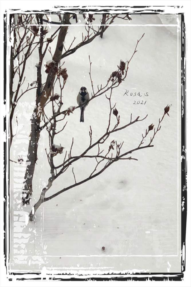 小さな庭の画像 by rosa sさん | 小さな庭とナツツバキと野鳥(シジュウカラ)と北海道と雪の庭と野鳥のいる景色