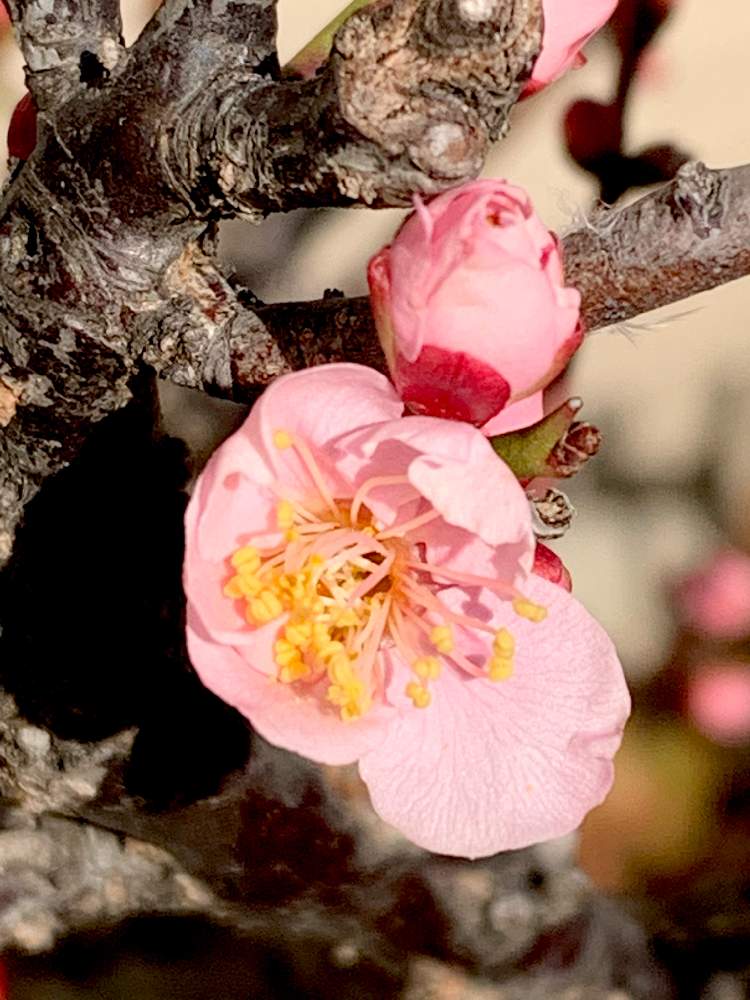の画像 by ✨liquor poirot✨(ポアロ)さん | 梅の花と梅の蕾が♡と梅の蕾と花