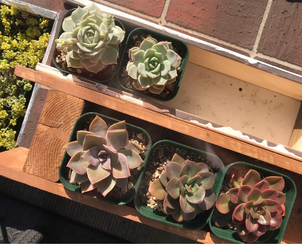 エントランスの画像 by ふぅ♪さん | エントランスと多肉植物とハンドメイド 鉢と相談とおうち園芸とエケベリア属とエケベリア好きとエケベリア女子と魅惑のエケベリア