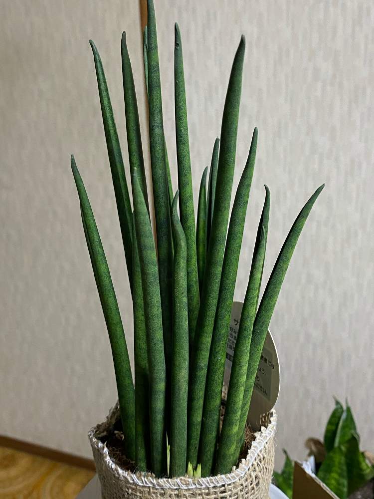 和室の画像 by 山ちゃんさん | 和室とサンセベリア バキュラリスと観葉植物と花のある暮らしと和室。とサンセベリアバキュラリス