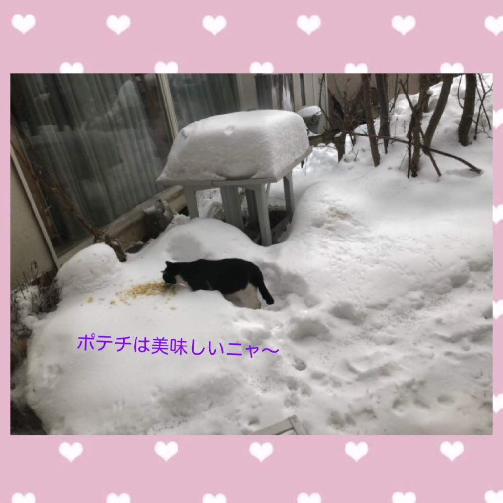 小さな庭の画像 by ❤︎Hypnotic❤︎さん | 小さな庭とノラ猫Kuroちゃん❤︎と毎日3度ご飯を食べますとお庭の一部です