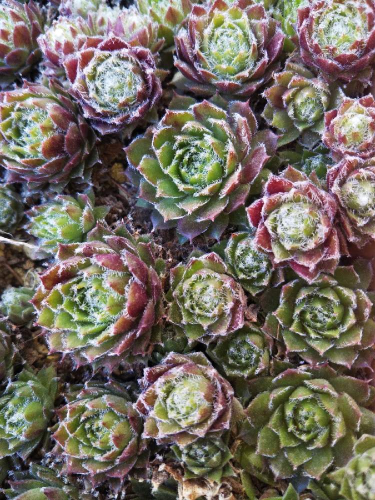 車庫の画像 by はははさん | 車庫と多肉屋敷と多肉植物と観葉植物とsempervivumと センペルビウムとセンペルビウム 紅牡丹とセンペルビヴム属とセンペルビウム☆とセンペルビウム属とおうち園芸と紅牡丹・と紅葉多肉とセンペルビブムと群生派