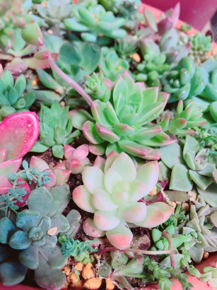 の画像 by ぬーさん | 多肉植物とよせ植えとメモと#自己満日記と多肉小屋と自然にお任せと大いに自己満とおうち園芸と初心者日記とタニ友募集と多肉友達募集中とちま寄せと多肉生活と大いに自己満とごちゃ混ぜと記録用