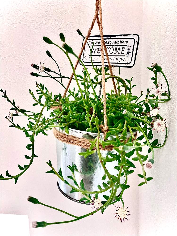 部屋の画像 by あめたさん | 部屋と植物大好きと見てくださりありがとうとドルフィンネックレス♡と多肉のある暮らしと頑張って育てますと多肉初心者