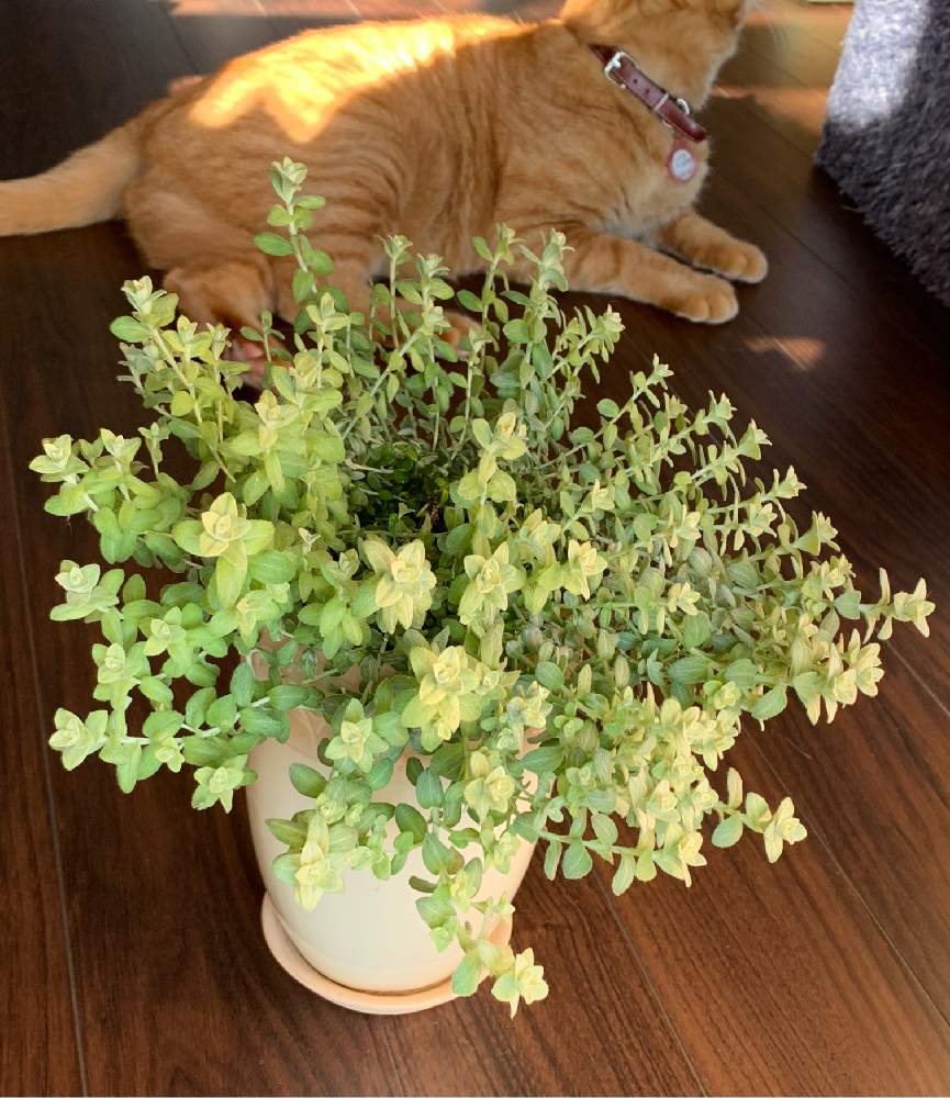 の画像 by ちきさん | ヘリクリサム ライムミニと観葉植物とネコのいる暮らしとおうち園芸