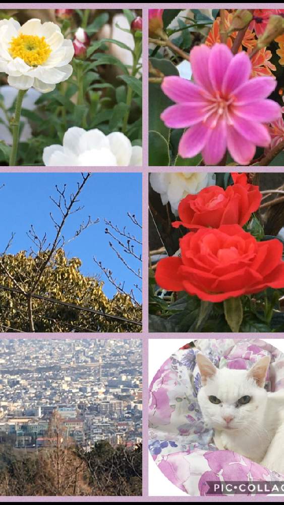 小さな庭の画像 by 花が好きさん | 小さな庭とレウィシアと花かんざしと桜の蕾とミニ薔薇♡と兜山からの神戸の市街地♡といつも笑顔で〜〜♡とキュンキュン乙女倶楽部と白い花好きです♡とみんなが幸せに〜〜♡と薔薇愛同盟とありがとう♡とGSミニモニといい感じ♪♪と優しい色合い♡とバラと夢CLUBと小さな庭♡ととても癒される♡とガーデニングと花のある暮らしと花が好きです♡♡♡と花の16年組♡とみんなが健康に〜〜♡と赤い花も好き♡と癒しの時間♡と可愛らしい♡