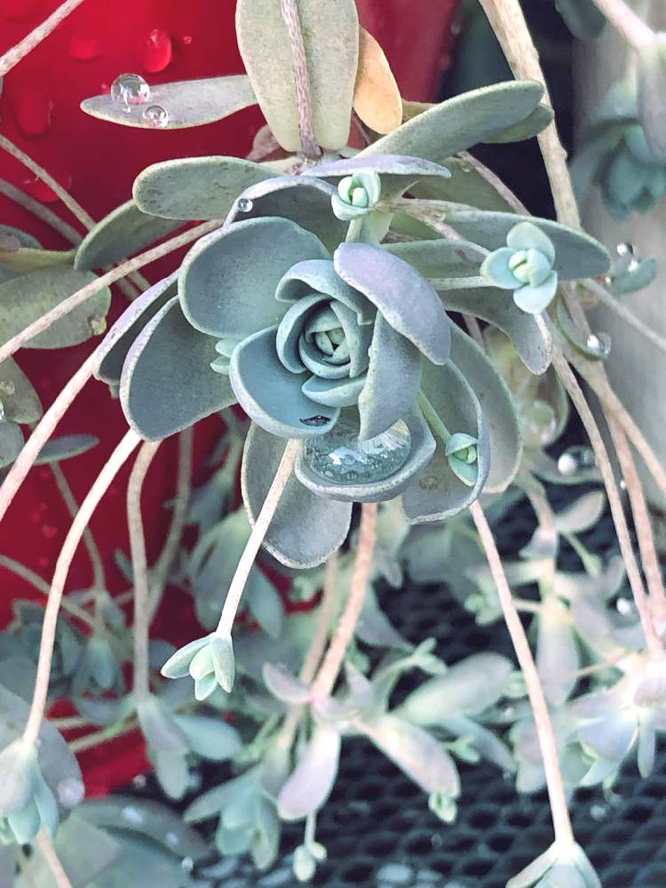 の画像 by ぽ〜め〜ままさん | 子持ち蓮華と多肉植物と皆様にありがとう♡と♡優しさに感謝♡と紅葉する多肉と(ㅅ˘˘)♡*.+゜感謝♡とおうち園芸とダイスキ♡( 〃 ❛ᴗ❛ 〃 )♡と♡ 綺麗 ♡と✧︎iPhone8撮影✧︎とだ〜い好き⁂と諒音!頑張って!!と医療現場の人々に感謝と♡私の癒しと花のある暮らしとღ㋔㋡㋕㋹㋚㋮ღと✩.*˚願い☆。.:*・゜と❤️ 感謝 ❤️とお願いします(>人<;)とコロナ現場医師の悲痛な叫びと♡美しい♡