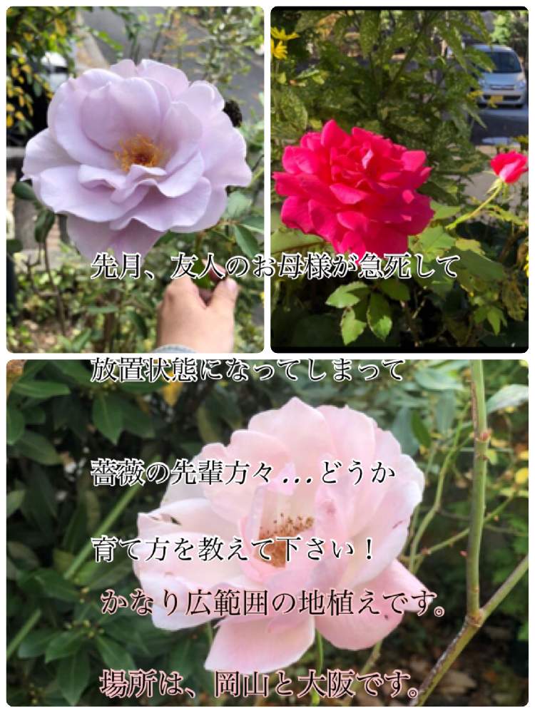 広い庭の画像 by ゆうさん | 広い庭と薔薇