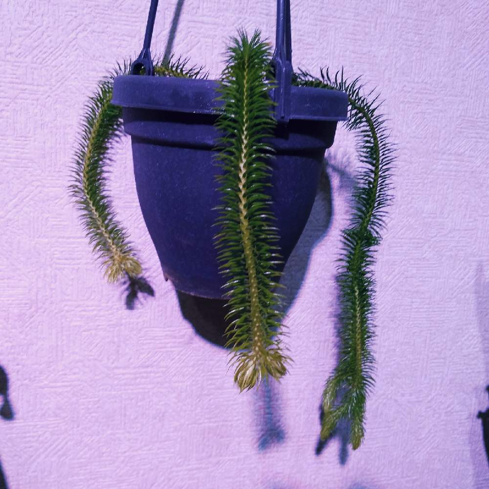 部屋の画像 by まりみさん | 部屋とスペルジアとおうち園芸と植中毒とスペルジア スクアローサとお部屋ジャングル化計画